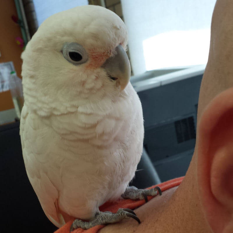 Jasper on the day he came to live in the greenhouse