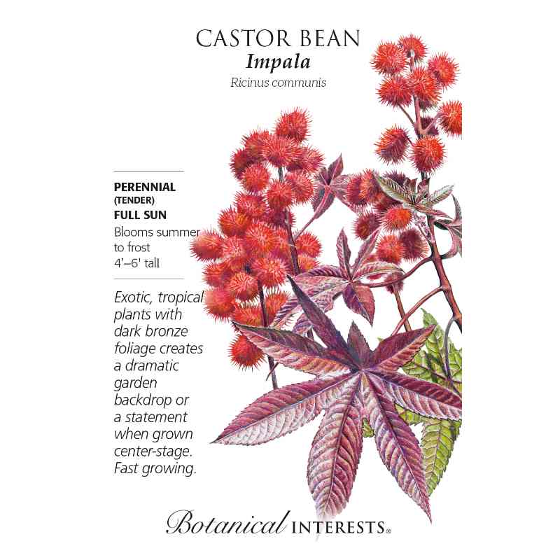 packet with blooming castor bean plant