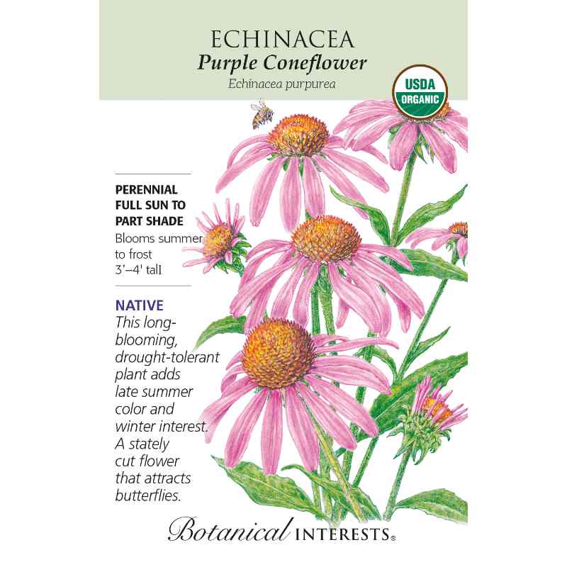 seed pack with drawing of purple coneflower blooms