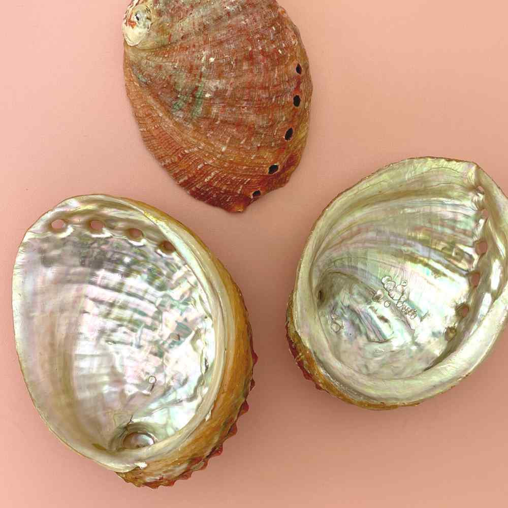 image of 3 abalone shells.  two showing the pearlescent interior, and one showing the rough, reddish exterior