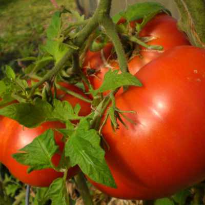 closeup image of large red tomato on green vines