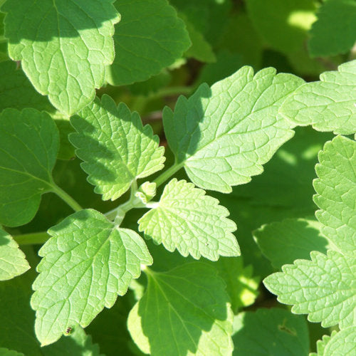 closeup image of plant with torch shaped leave with ruffled edges in medium green