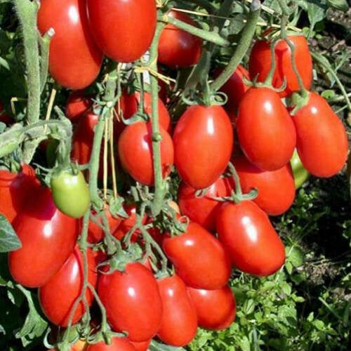 photo of a large bunch of oblong, ovoid red tomatoes hanging from the vine