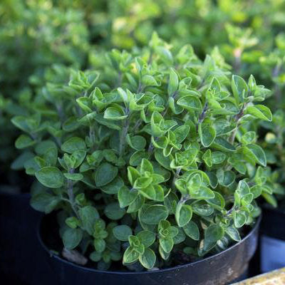 image of greek oregano with clusters of tiny ovoid leaves on a plant in a black pot