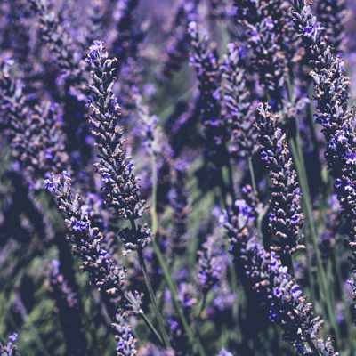 Photo by Pauline Jurkevicius on Unsplash.  closeup image of lavender blooms in deep purple
