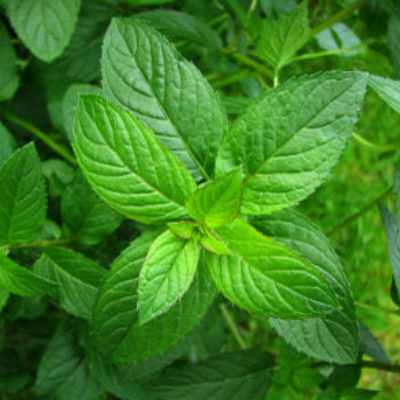 closeup image of peppermint plant showing several leaves in bright green with heavy veining