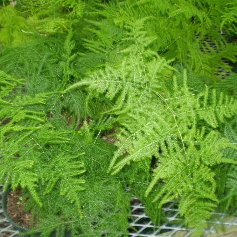 closeup image of many plumosa plants with many fern like ultra fine leaves and fronds
