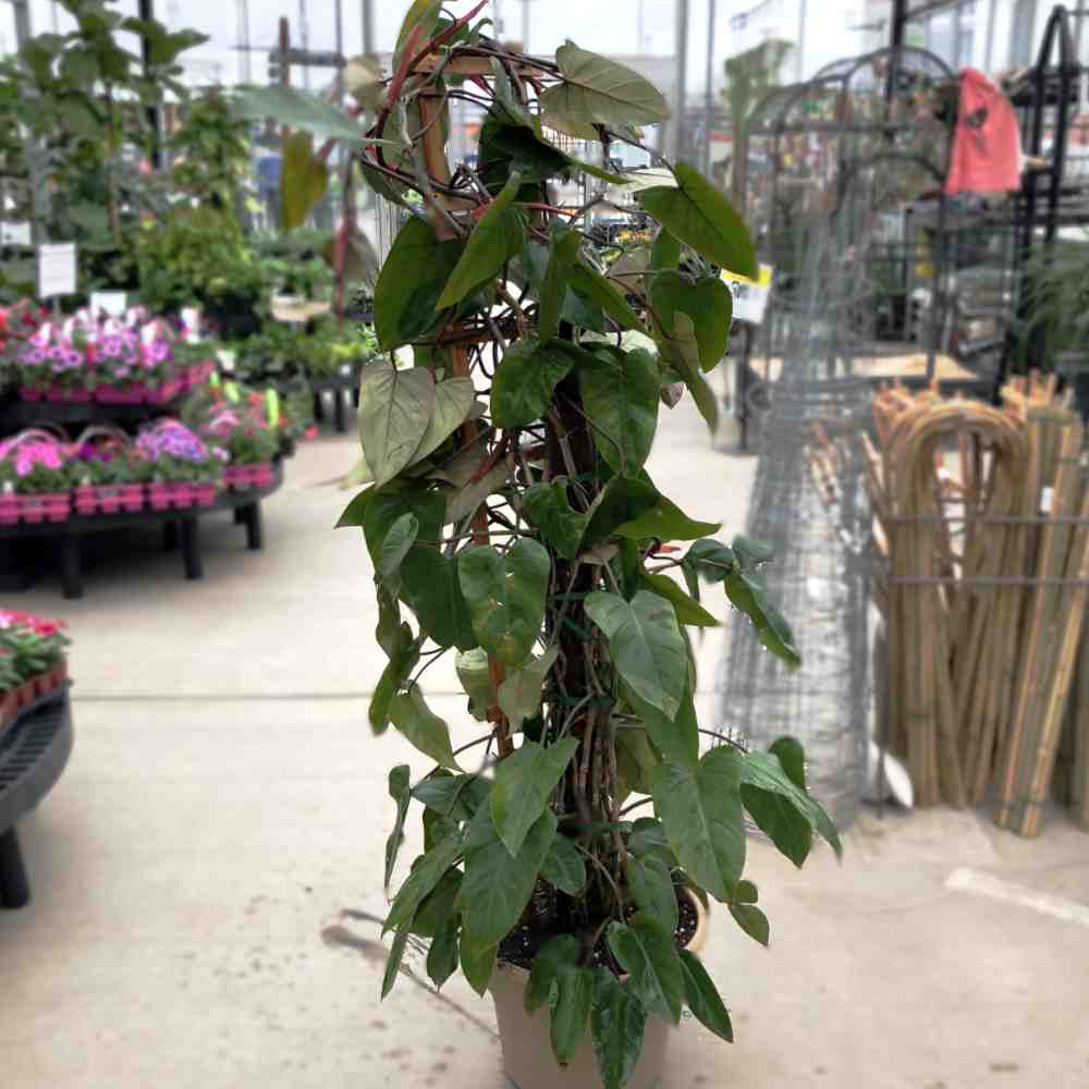 image of tall plant with large heart shaped green leaves and red stems, vining and wrapping up a central totem.  Background is the inside of a greenhouse with plants and supplies