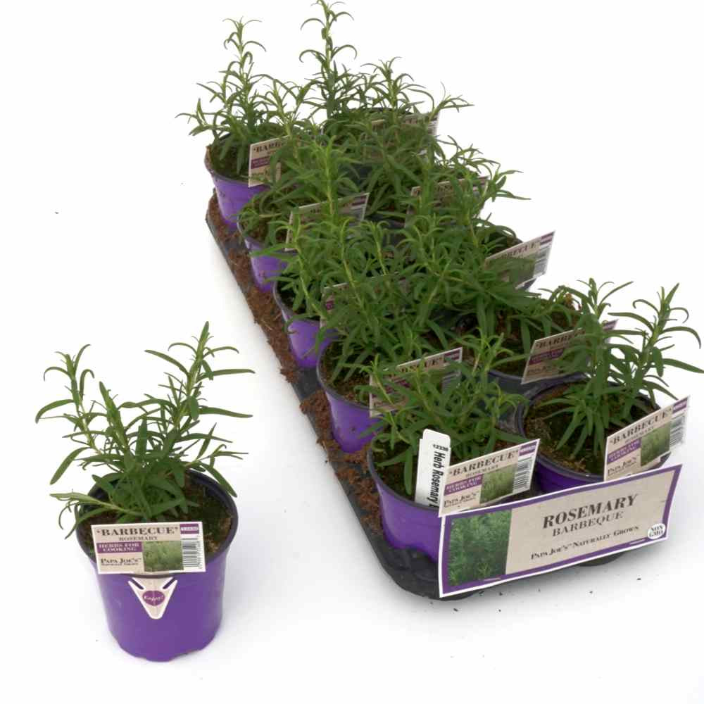 image of an upright rosemary plant in a pot, next to a flat of ten pots of the same plant