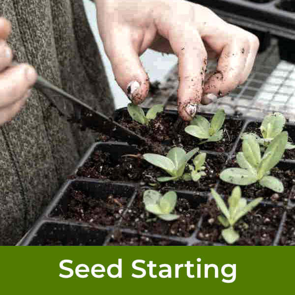 Hardening off seedlings