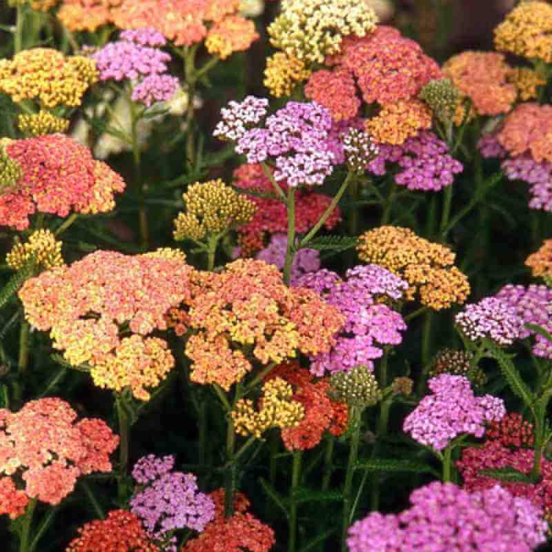 4 Reasons to Sow Perennials in the Fall