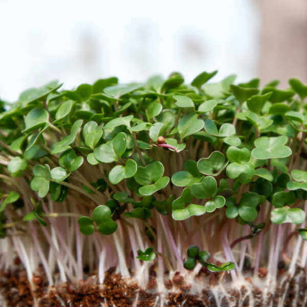 Microgreens & Baby Greens Growing Guide