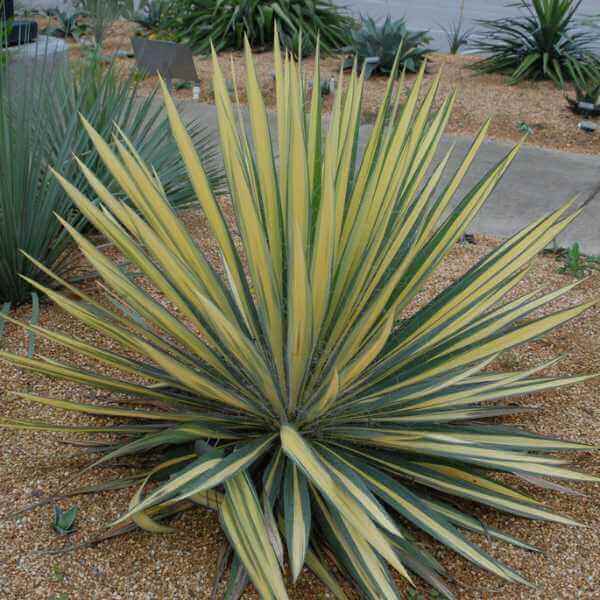 Houseplants 101 from our friends at Fox Farm Soils & Fertilizers