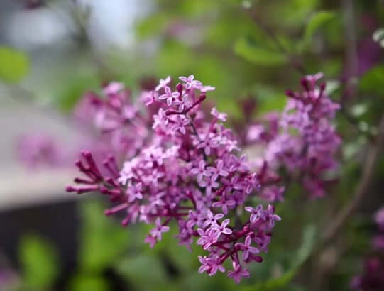 Planting a Bloomerang Lilac Shrub