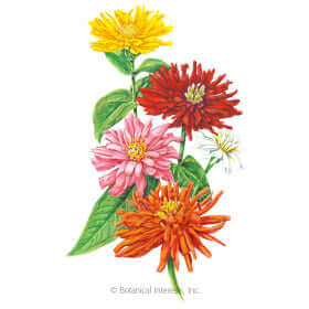 Grow The Best Zinnias