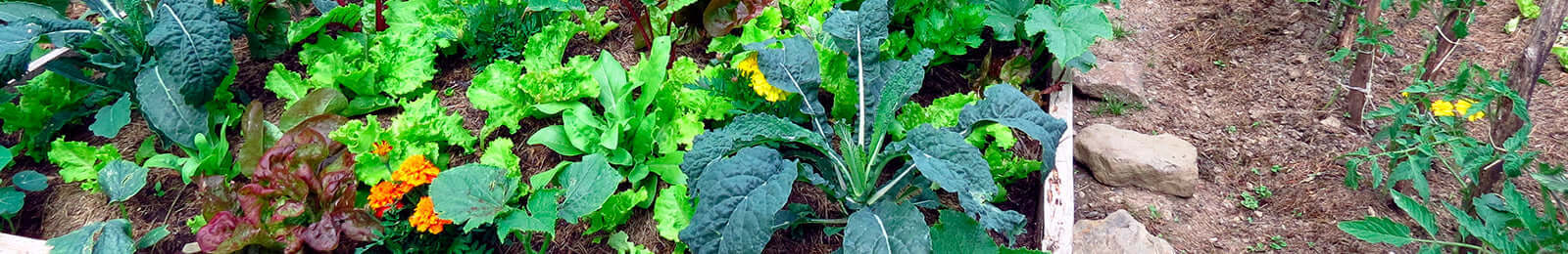 10 Tips for Beginning Seed Gardeners