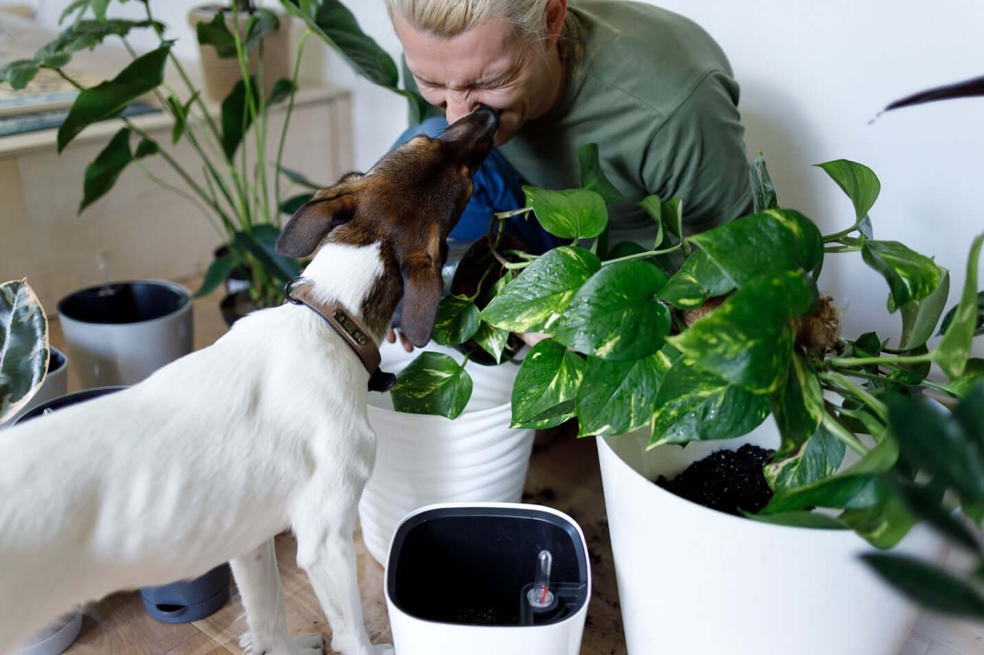 Four Pet-Friendly Plants You Should Consider in Your Home