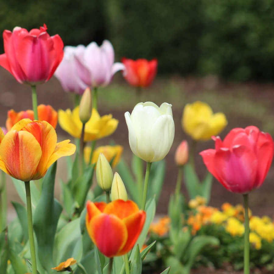 image of multi color tulips by Madhu Prasad, courtesy of Pexels
