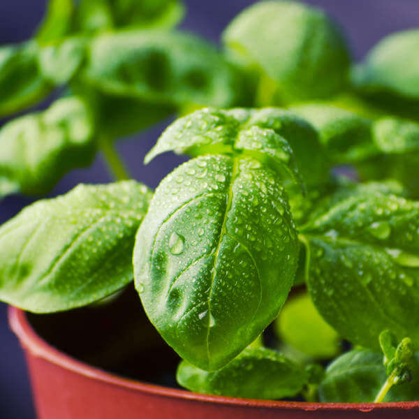 image of basil plant closeup.  Photograph by tookapic