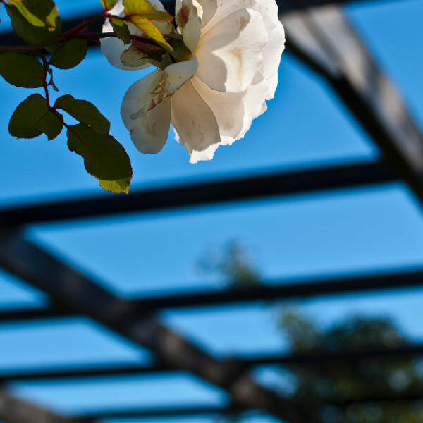 Image of iron trellis with white rose by Gabrielle Diwald