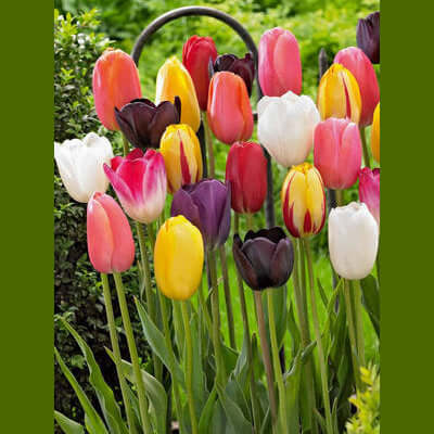 image of several tulips in many different colors
