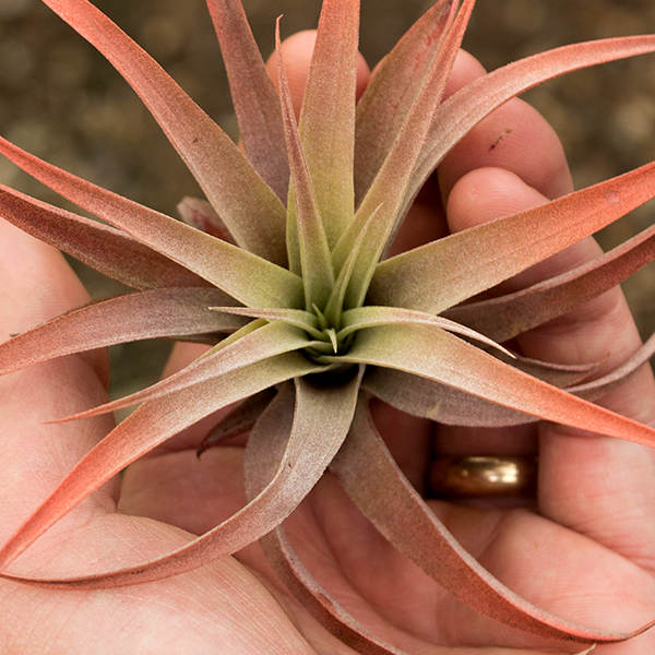 image of a hand holding a multi branch air plant with pinkish tips