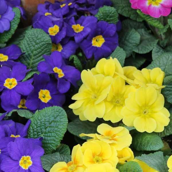 closeup image of yellow and purple pansies and violas