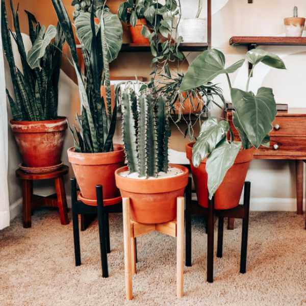 Plant Stands + Hangers