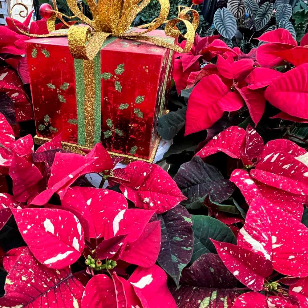 image of several multi branch poinsettias in different red colors