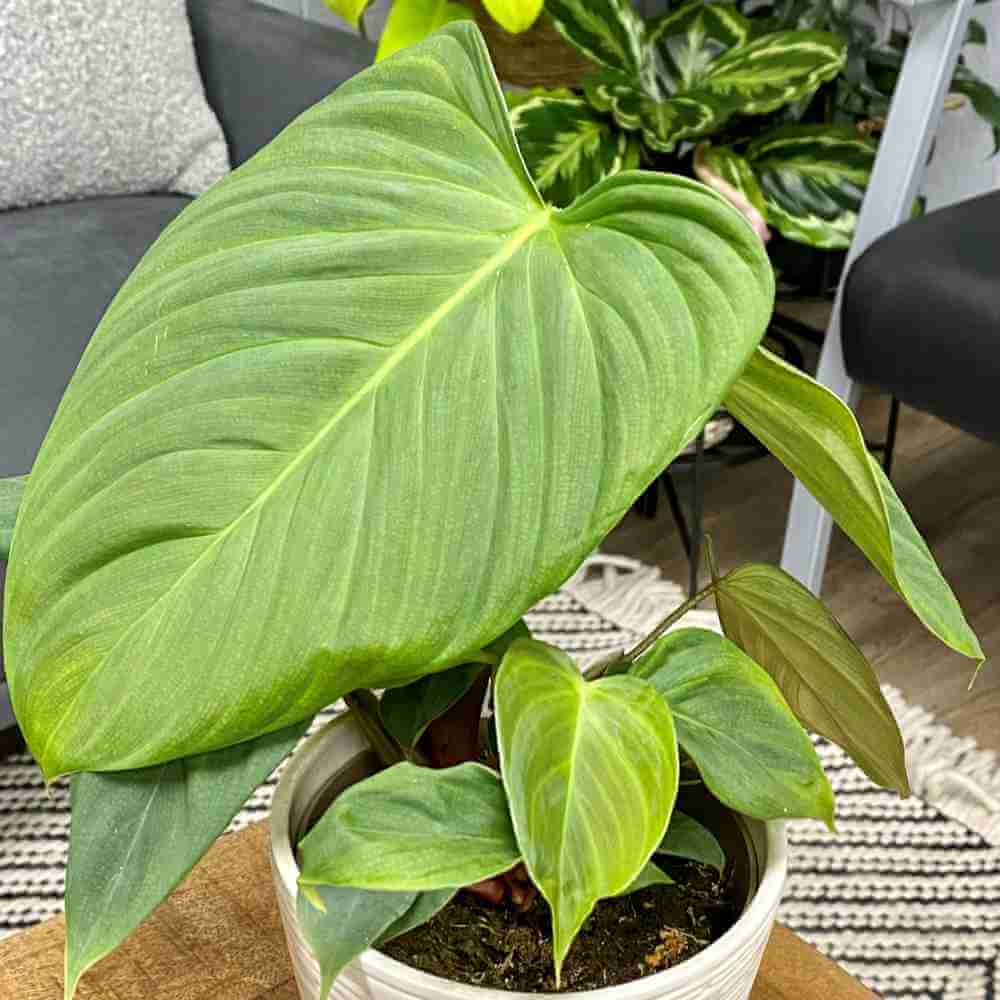 leafjoy™ Houseplants by Proven Winners®, image size:1000x1000