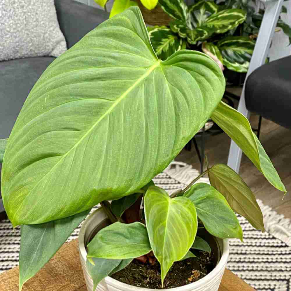 closeup image of plant in white pot with large, ribbed bright green oblong heart shaped leaves