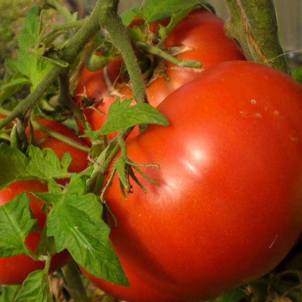 bright red beefsteak tomato on the vine