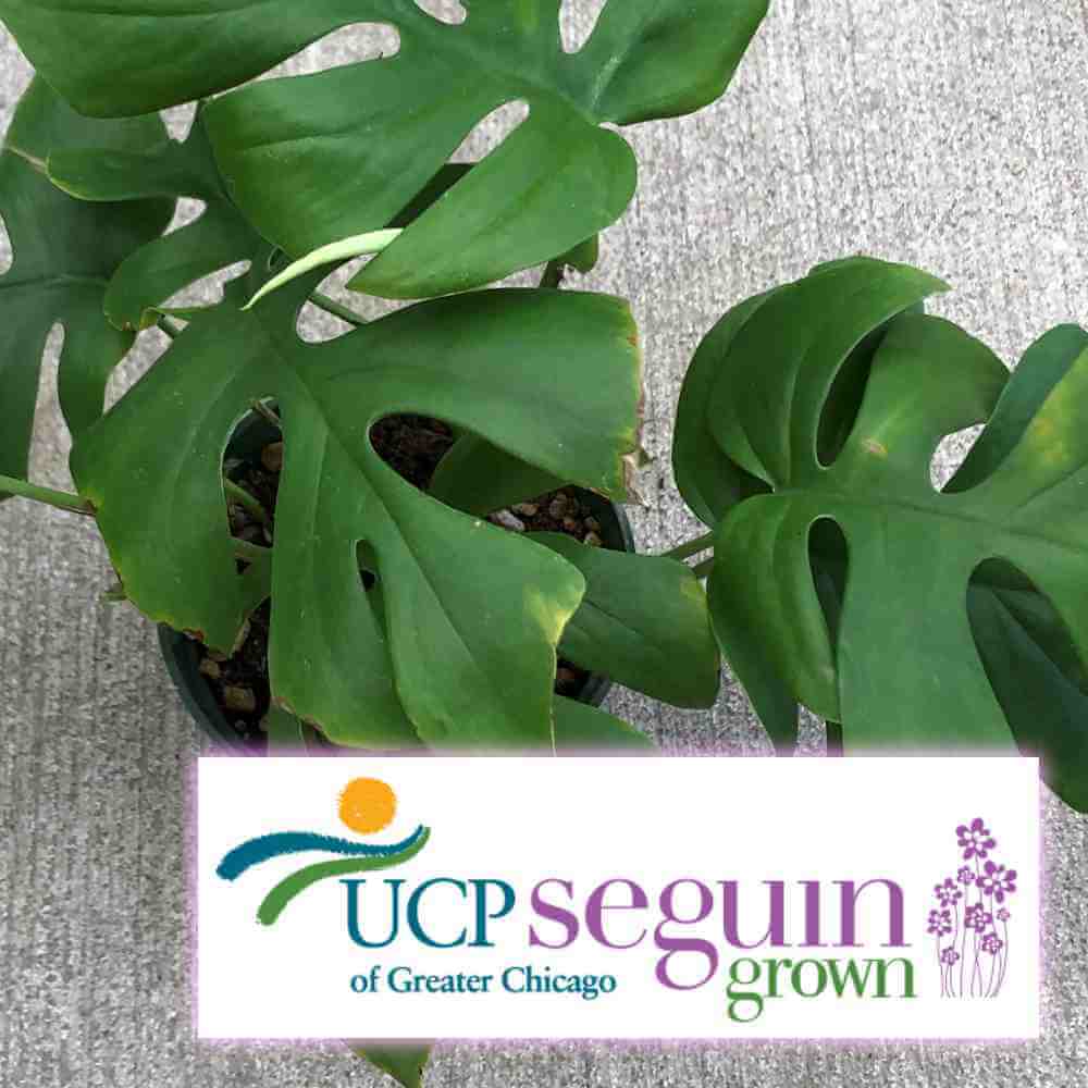 UCP Seguin Grown Houseplants