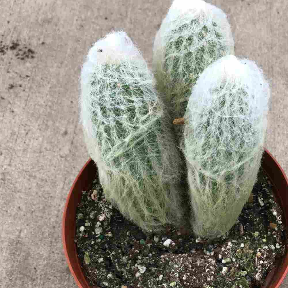 closeup mage of cactus with three tall narrow rounded upright leaves covered in soft white threads