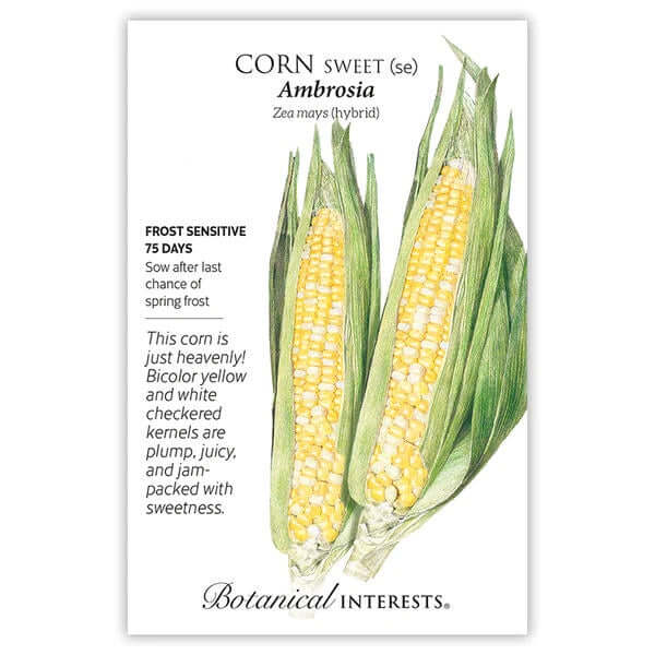 Seed packet for 'Corn Sweet Ambrosia' with illustrations of corn and text details.
