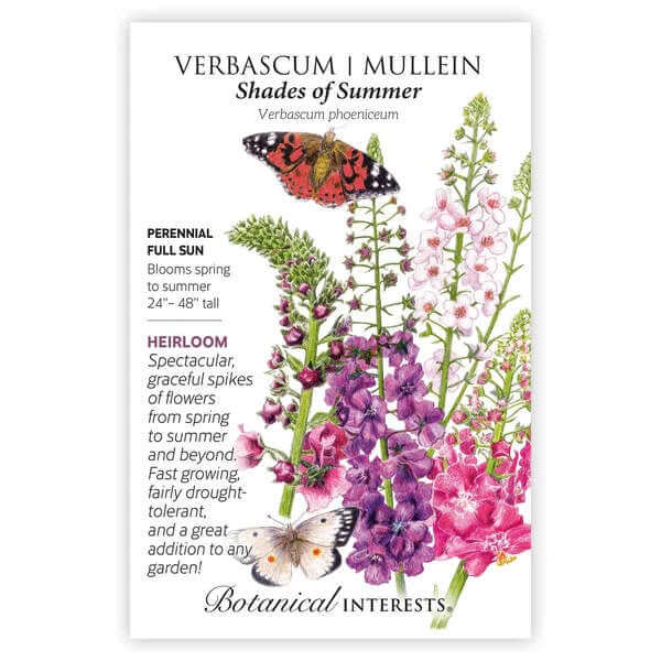Botanical seed packet for Verbascum 'Mullein' with flowers and butterflies on a white background