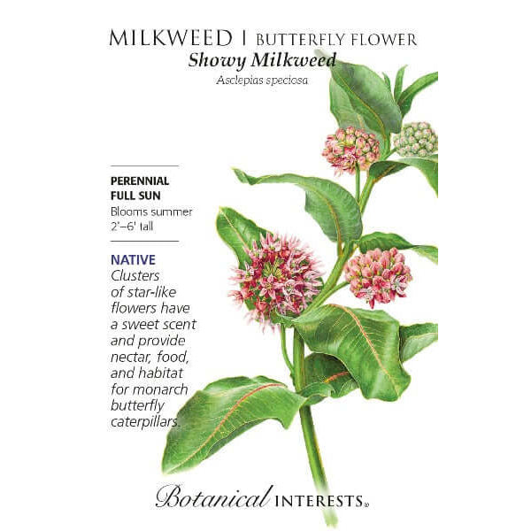 Illustration of Showy Milkweed with botanical details on a white background