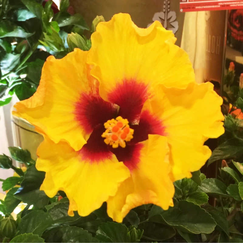 closeup image of hibiscus bloom in bright yellow with deep red center