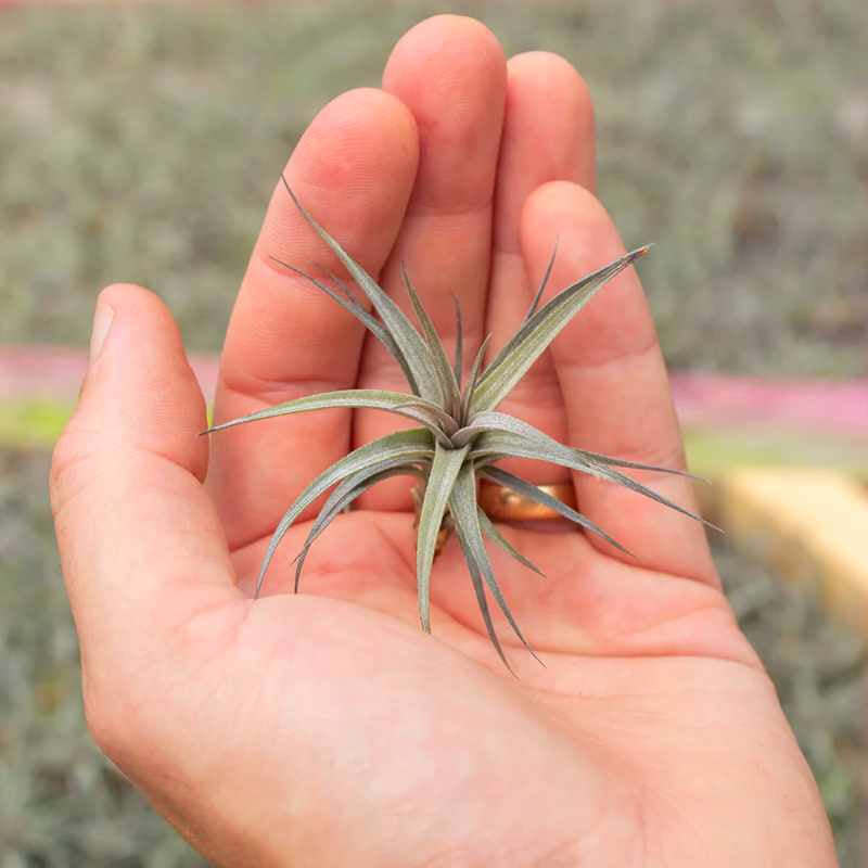 image of hand holding a small air plant with multiple pointed leaves and a lavender tint