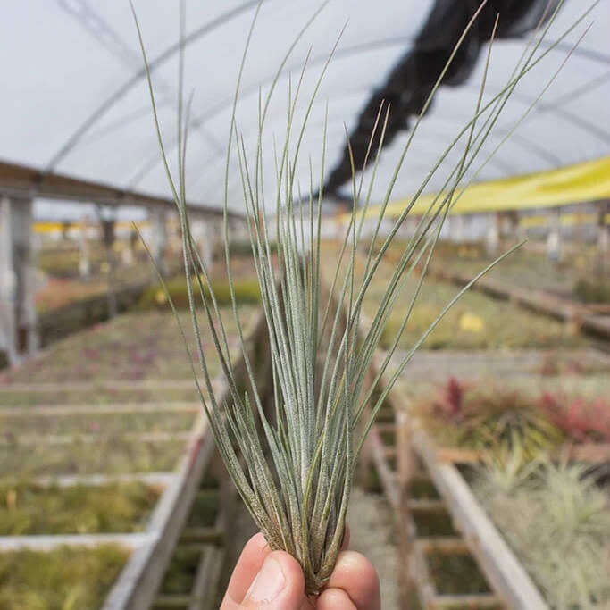 image of hand holding an airplant with many very thin spiky leaves