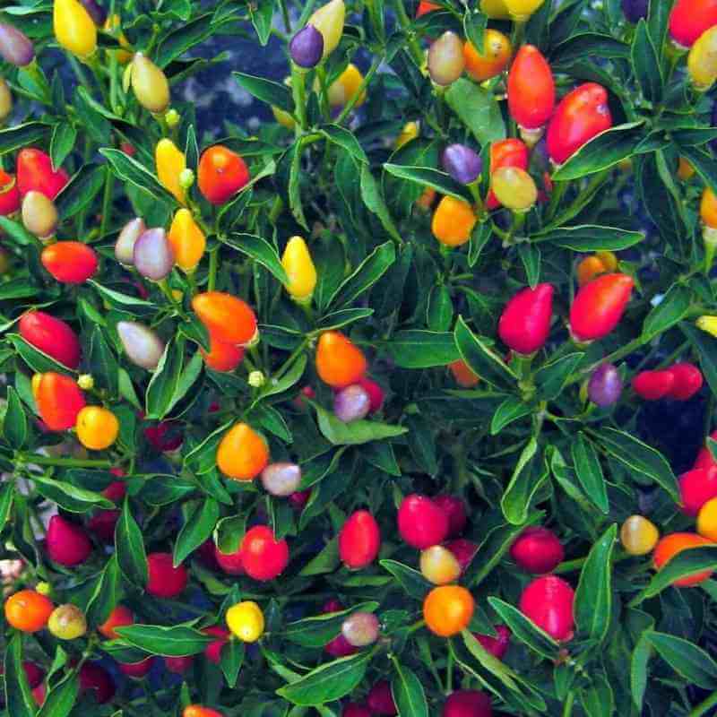 closeup image of pant showing dark green narrow leaves and multiple small oblong pointed peppers in yellow orange, red, dark pink and pale violet