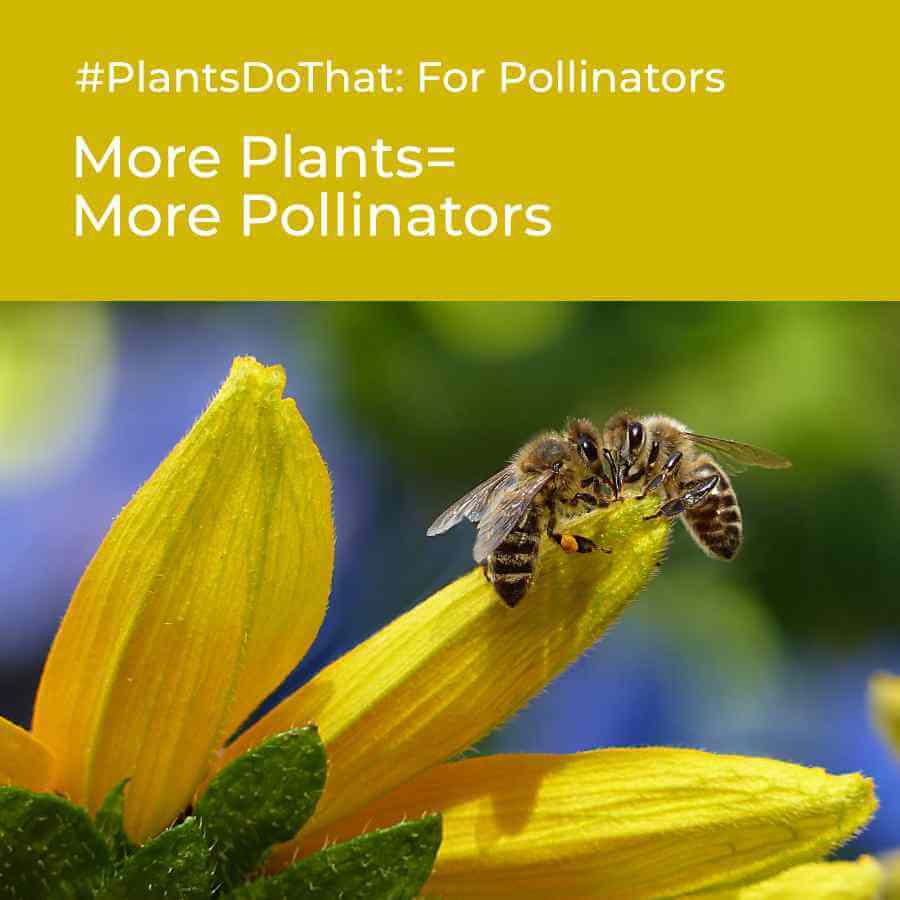yellow flower with two bees and banner above on gold background that says More Plants equals more pollinators