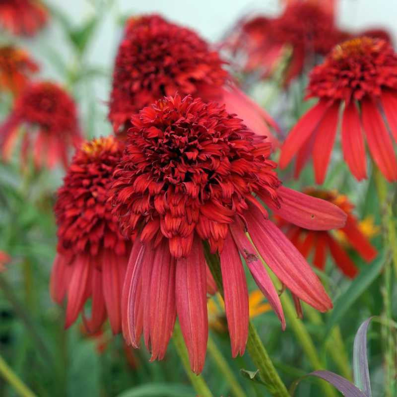 closeup image of echinacea bloom in deep red with large center and thin red petals