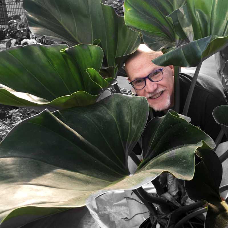 image of a man with light skin and dark eye glasses peering from behind a very large leafed tropical plant