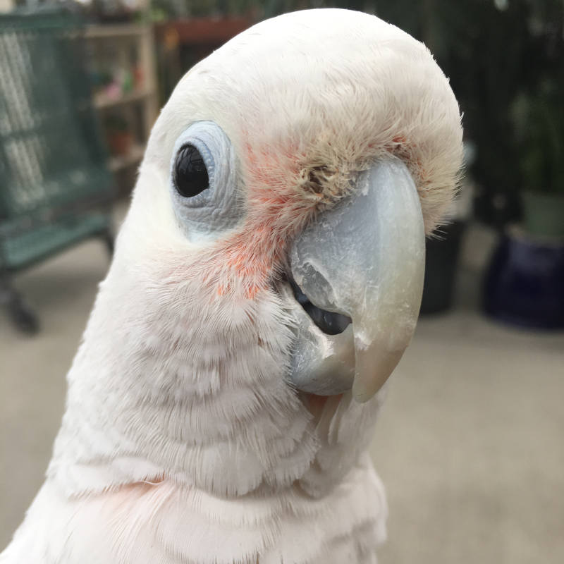Closeup image of Jasper's face showing peach undertones in his face.