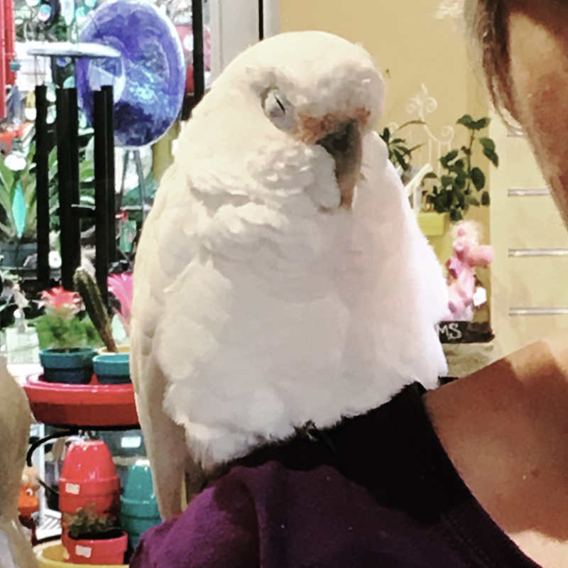 image of a Jasper the coffin cockatoo sleeping on a person's shoulder