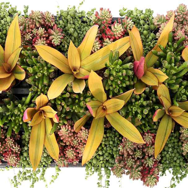 image of a tray of succulents with small green tubular leaves, long pointed yellow green leaves and green and red pointed small thin leaves