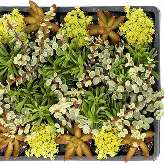 image of a tray of succulents with small green tubular leaves, long pointed yellow green leaves and green and red pointed small thin leaves