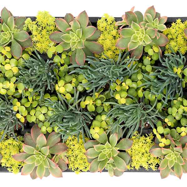 Living Canvas 2in Succulents