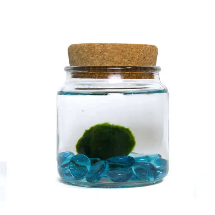 image of a glass jar with cork lid, filled with water with a layer of blue glass beads and a round green moss ball